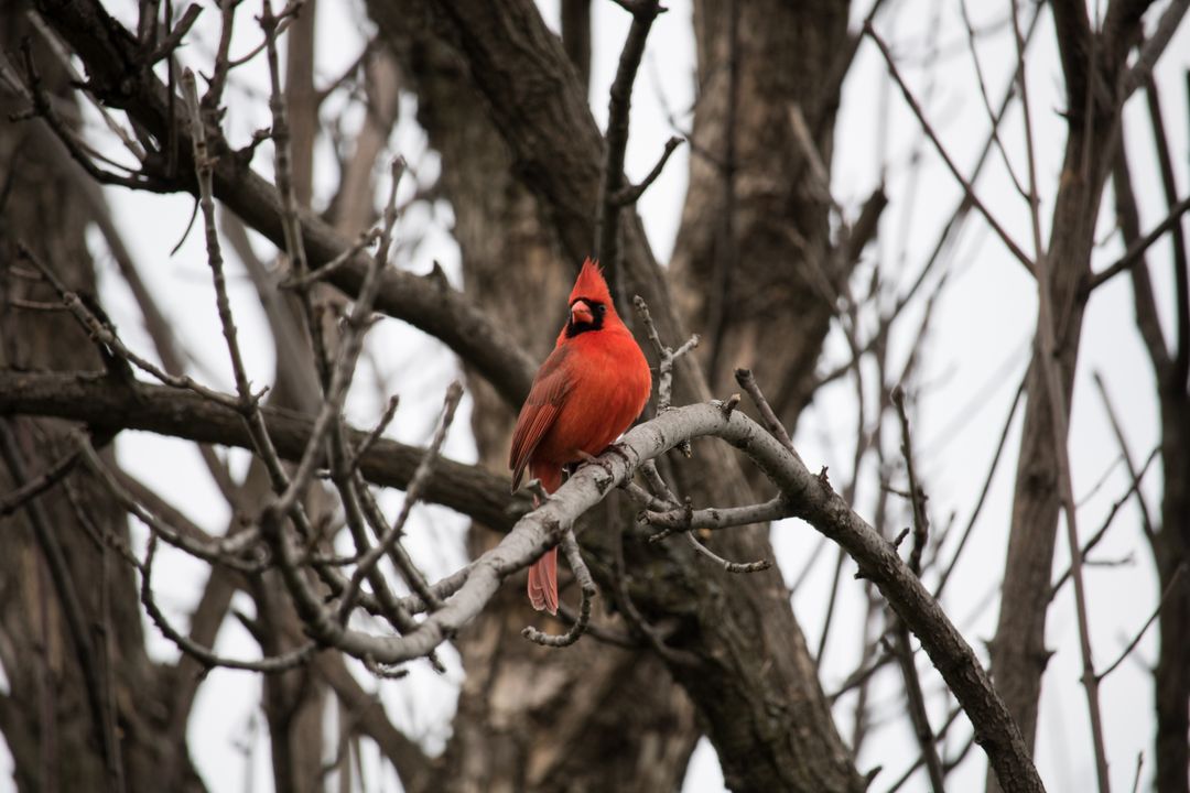 Vibrant Male Cardinal Perched on Leafless Tree Branch in Winter - Free Images, Stock Photos and Pictures on Pikwizard.com
