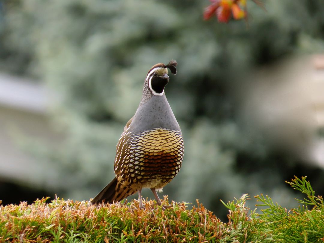 California Quail Standing on Shrub in Garden - Free Images, Stock Photos and Pictures on Pikwizard.com