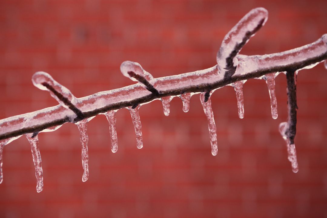 Frozen Tree Branch with Icicles Against Red Brick Background - Free Images, Stock Photos and Pictures on Pikwizard.com