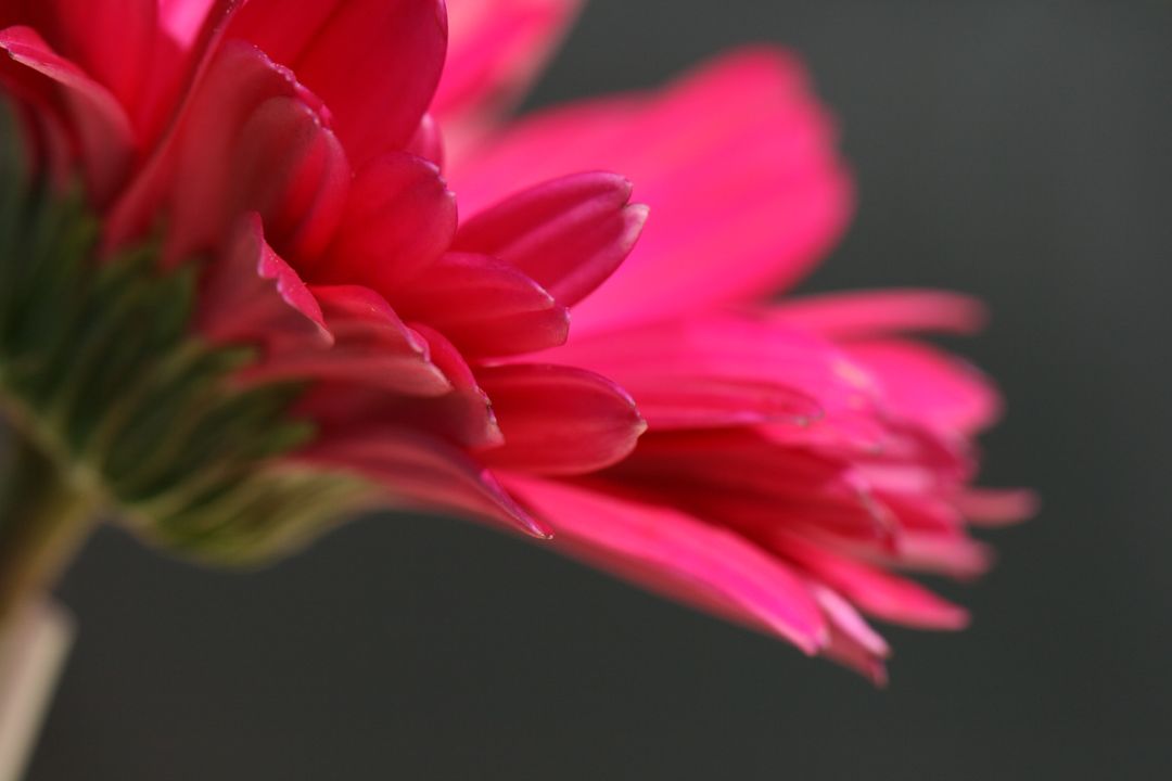 Macro side view of vibrant pink gerbera daisy petals with soft bokeh background