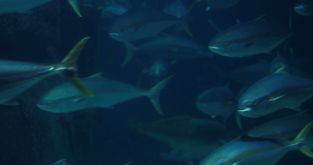 School of Yellowtail Fish Swimming Underwater in Deep, Dark Ocean - Free Images, Stock Photos and Pictures on Pikwizard.com