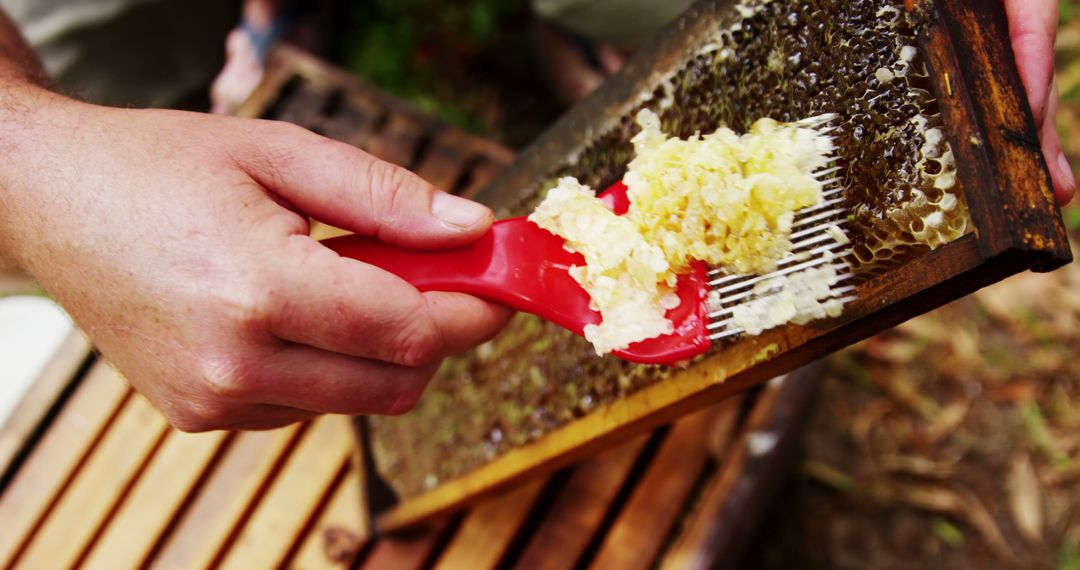 Beekeeper Harvesting Honeycomb with Red Scraper Tool Close Up - Free Images, Stock Photos and Pictures on Pikwizard.com