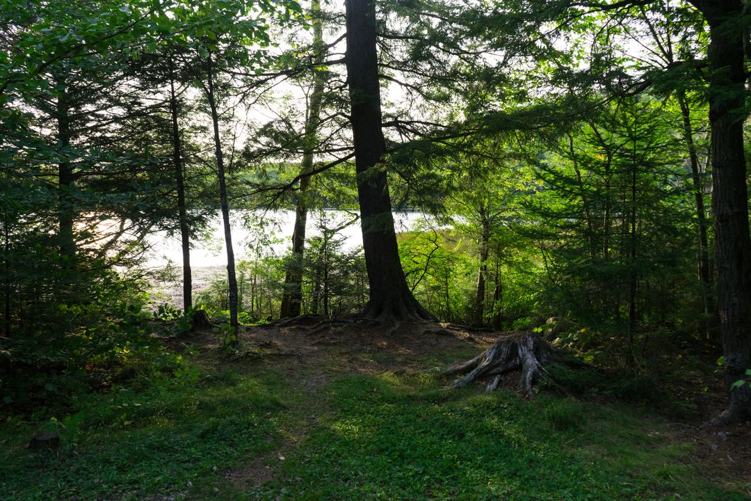 Tranquil Forest with Serene Lake View in Summer