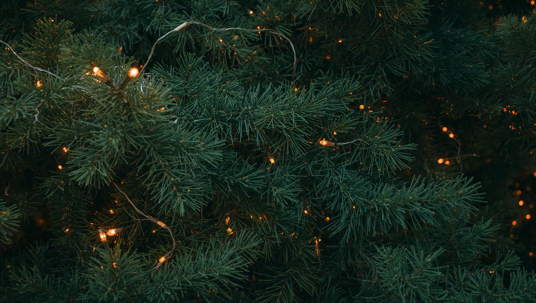 Glowing Pine Branches with Warm String Lights, Cozy Evergreen Texture and Amber Bokeh Macro
