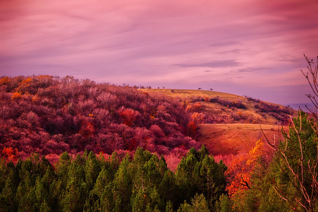 Scenic View of Rolling Hills and Forests at Sunset - Free Images, Stock Photos and Pictures on Pikwizard.com