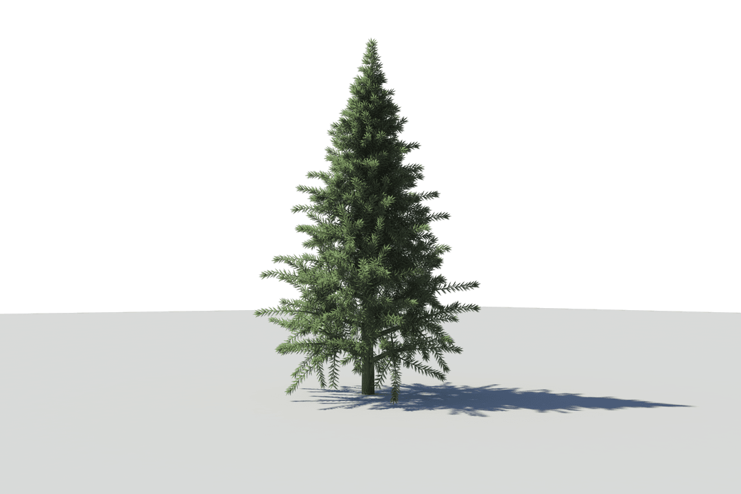 Single Fir Tree on Transparent Background for Nature Designs