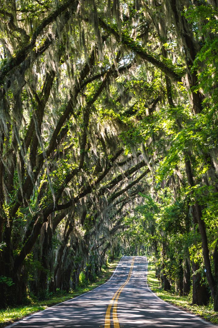Scenic Roadway Flanked By Spanish Moss Trees - Free Images, Stock Photos and Pictures on Pikwizard.com
