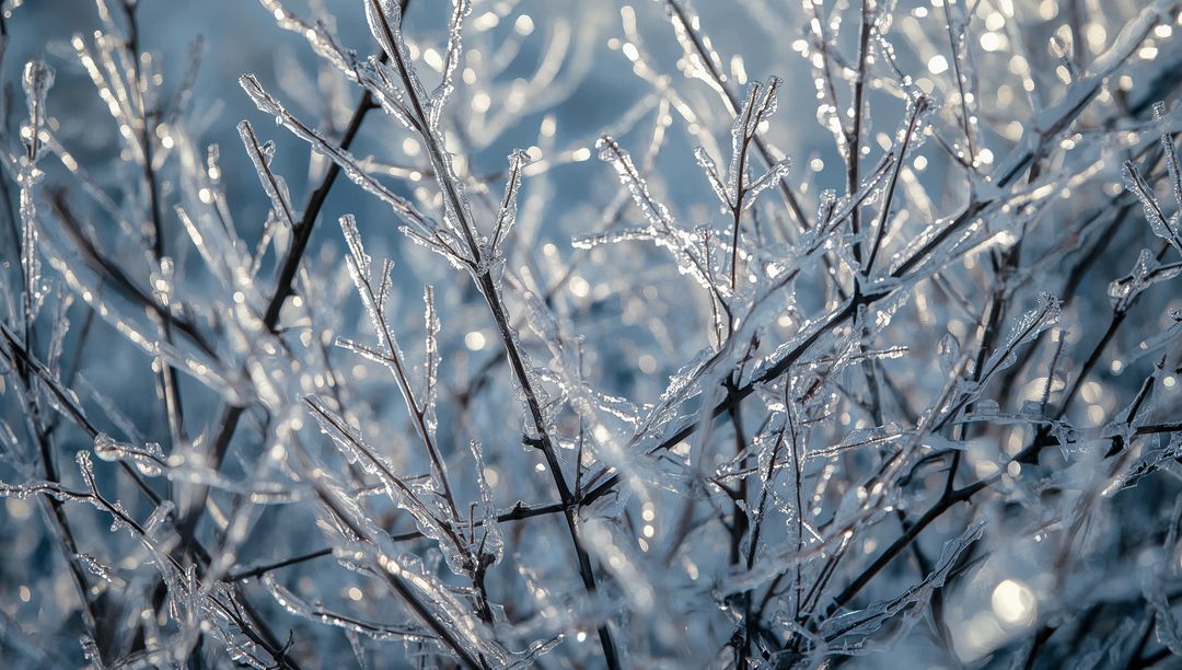 Glinting ice-coated branches catching winter sunlight with sparkling bokeh