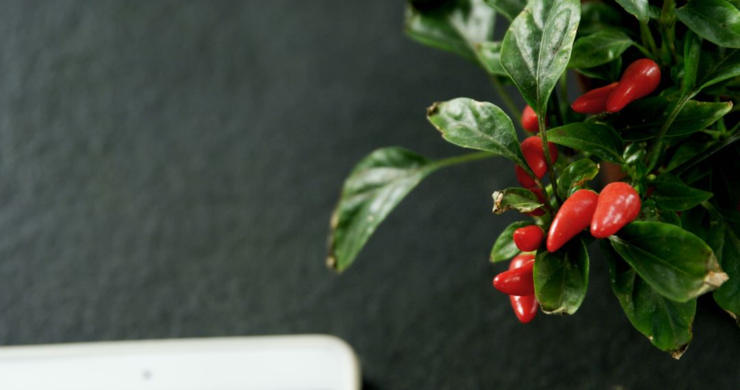 Red Peppers on Potted Plant with Dark Background