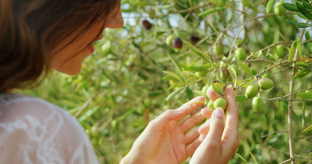 Woman Harvesting Green Olives in Sunlight Amid Olive Tree Orchard - Free Images, Stock Photos and Pictures on Pikwizard.com