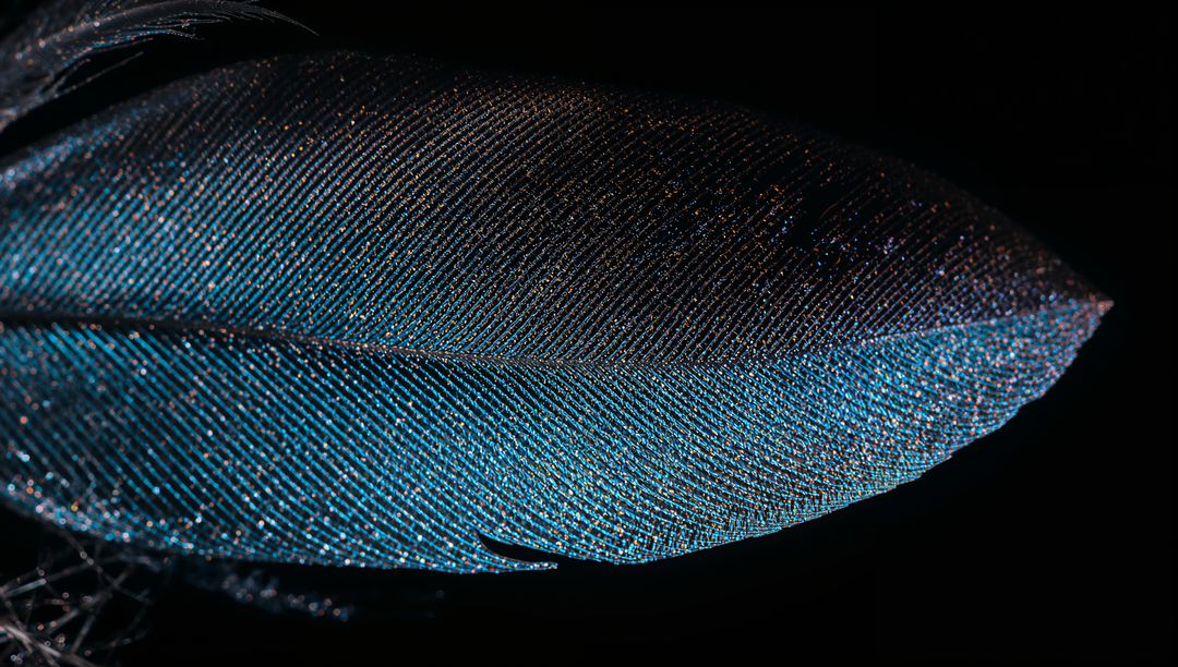 Iridescent Teal Feather Macro Showing Fine Barbs, Barbules and Sparkling Opalescent Texture
