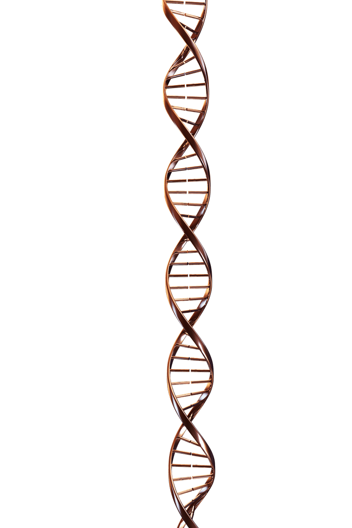 Transparent 3D DNA Molecule in Copper Color on Clear Background