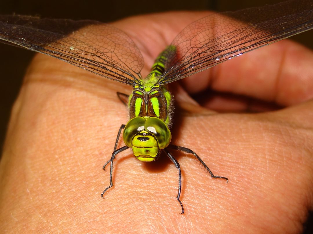 Close-Up of Green Dragonfly on Human Hand - Free Images, Stock Photos and Pictures on Pikwizard.com