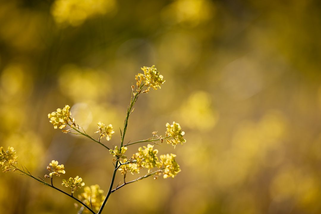 Golden mustard flowers blooming with soft bokeh sunlight for spring background