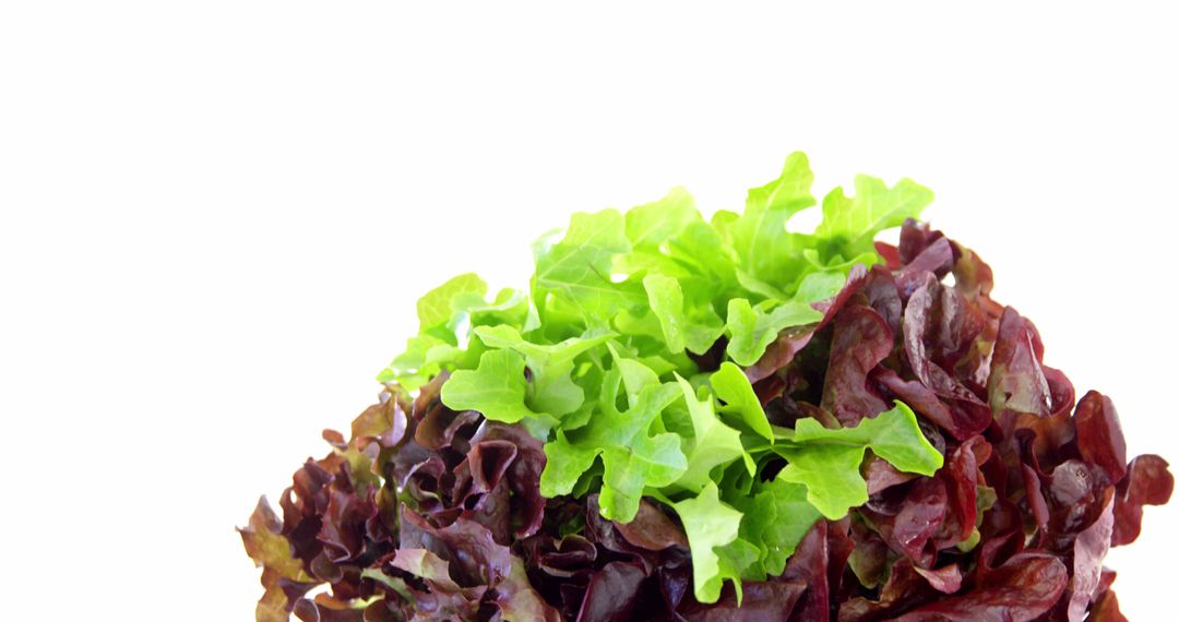 Close-up of lettuce against white background - Free Images, Stock Photos and Pictures on Pikwizard.com