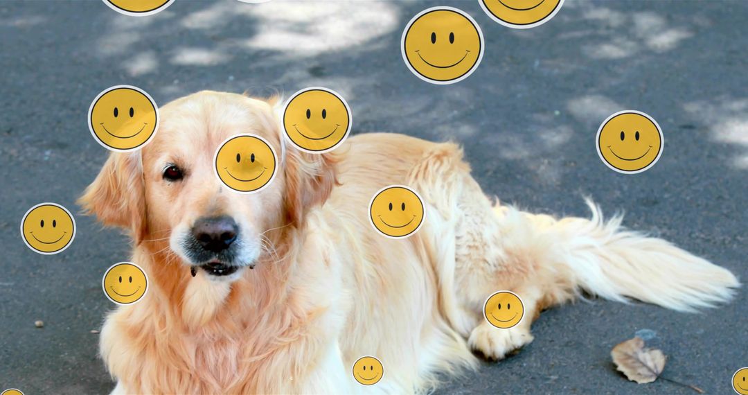 Golden Retriever Relaxing on Sunny Day with Smiley Faces