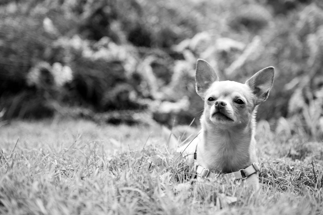 Chihuahua Dog - Free Images, Stock Photos and Pictures on Pikwizard.com