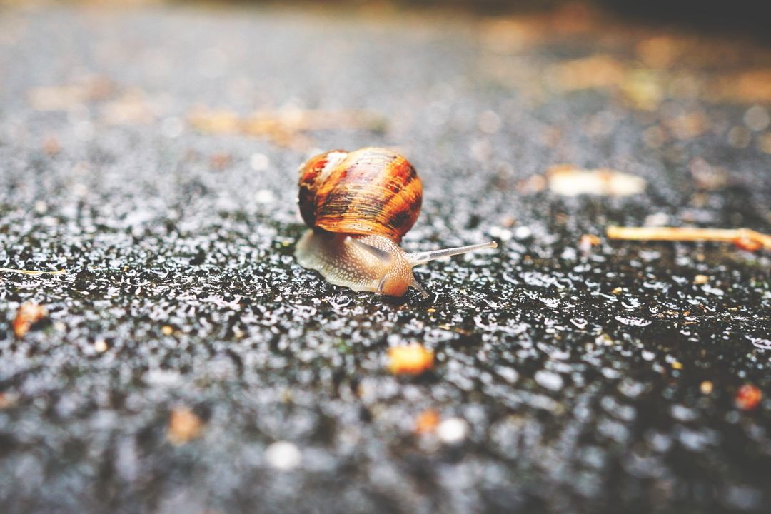 Snail Crawling on Wet Pavement After Rain - Free Images, Stock Photos and Pictures on Pikwizard.com