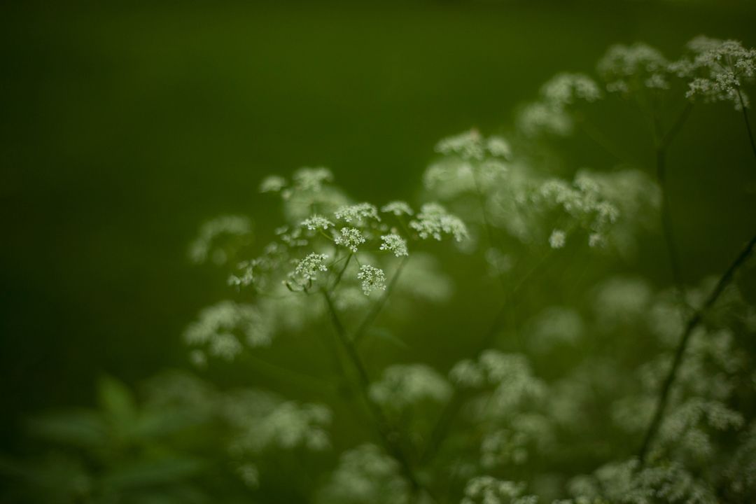 Delicate Wildflowers Blooming in Lush Green Nature - Free Images, Stock Photos and Pictures on Pikwizard.com