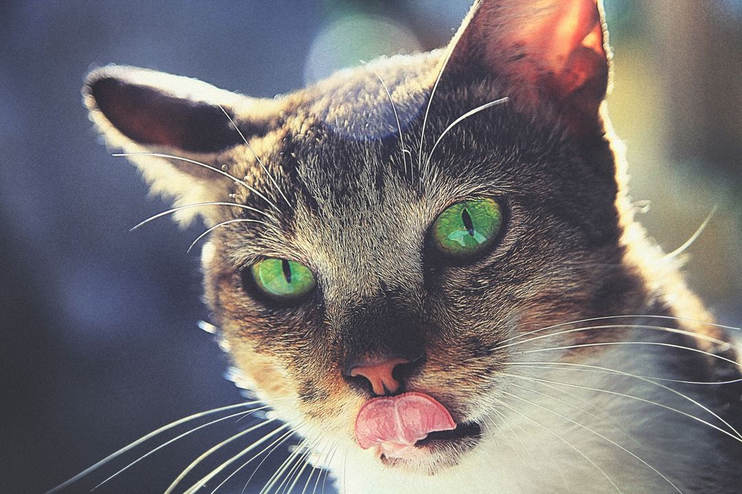 Close-Up of Cat Licking Its Nose with Bright Green Eyes - Free Images, Stock Photos and Pictures on Pikwizard.com
