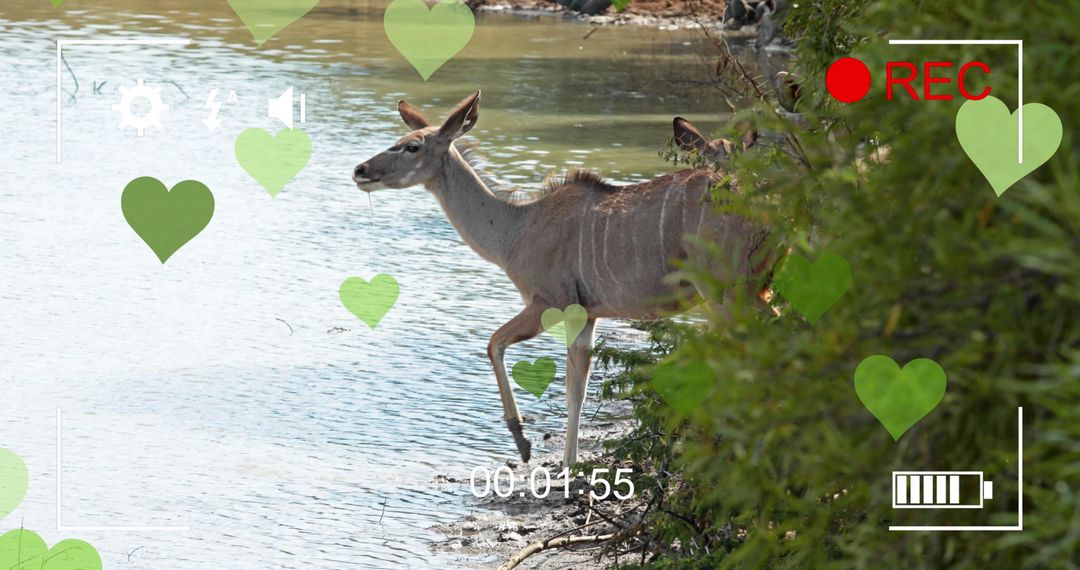 Antelope by River Enhancing Wildlife Adventure Digital Art