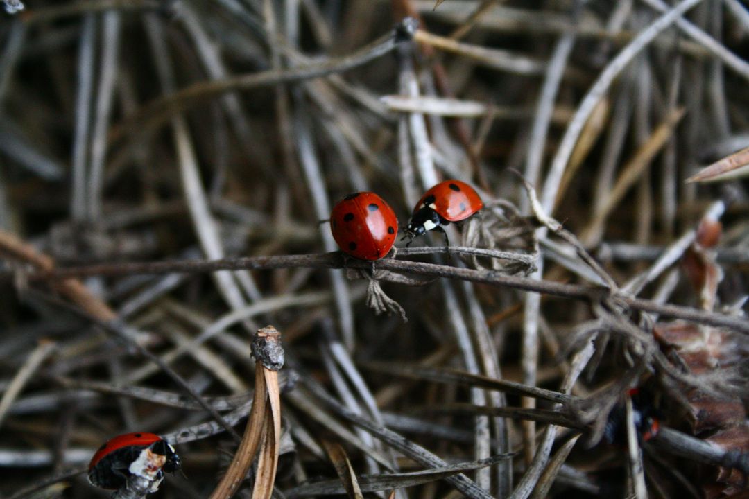 Close-up of Ladybugs on Dry Twigs in Natural Habitat - Free Images, Stock Photos and Pictures on Pikwizard.com
