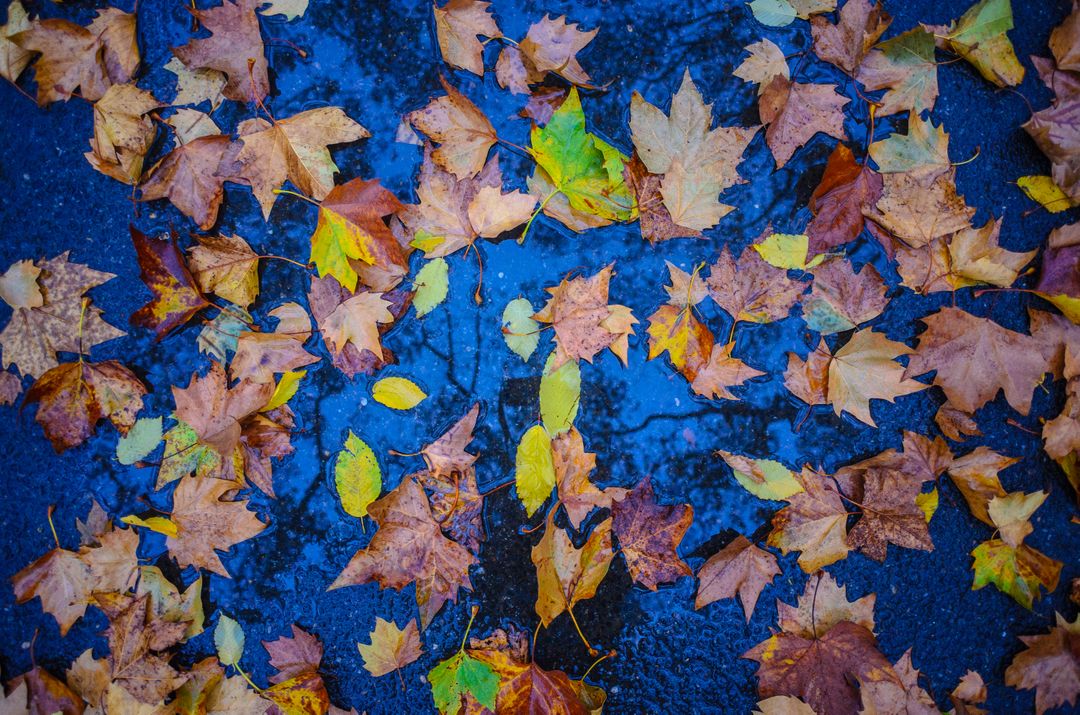 Colorful Autumn Leaves on Wet Pavement Background - Free Images, Stock Photos and Pictures on Pikwizard.com