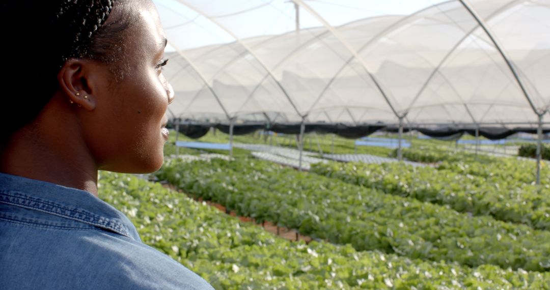 Person Observing Lush Greenery in Expansive Hydroponic Farm