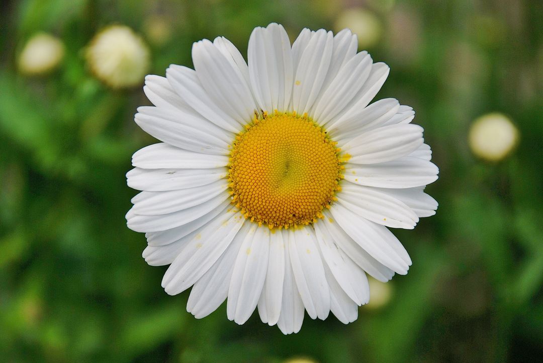 Close-up of Blooming White Daisy with Yellow Center in Garden - Free Images, Stock Photos and Pictures on Pikwizard.com