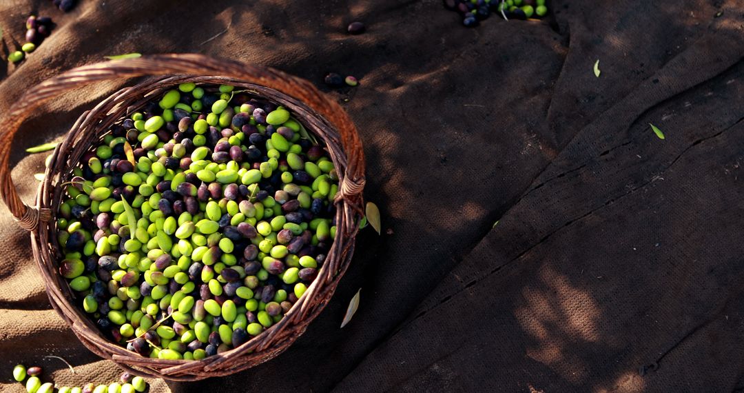 Freshly Harvested Olives in Wicker Basket on Brown Fabric - Free Images, Stock Photos and Pictures on Pikwizard.com