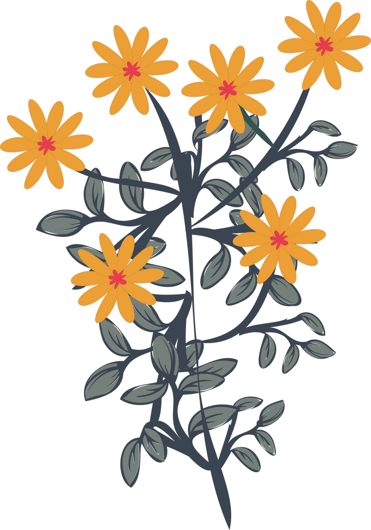 Transparent Botanical Illustration of Orange Daisies