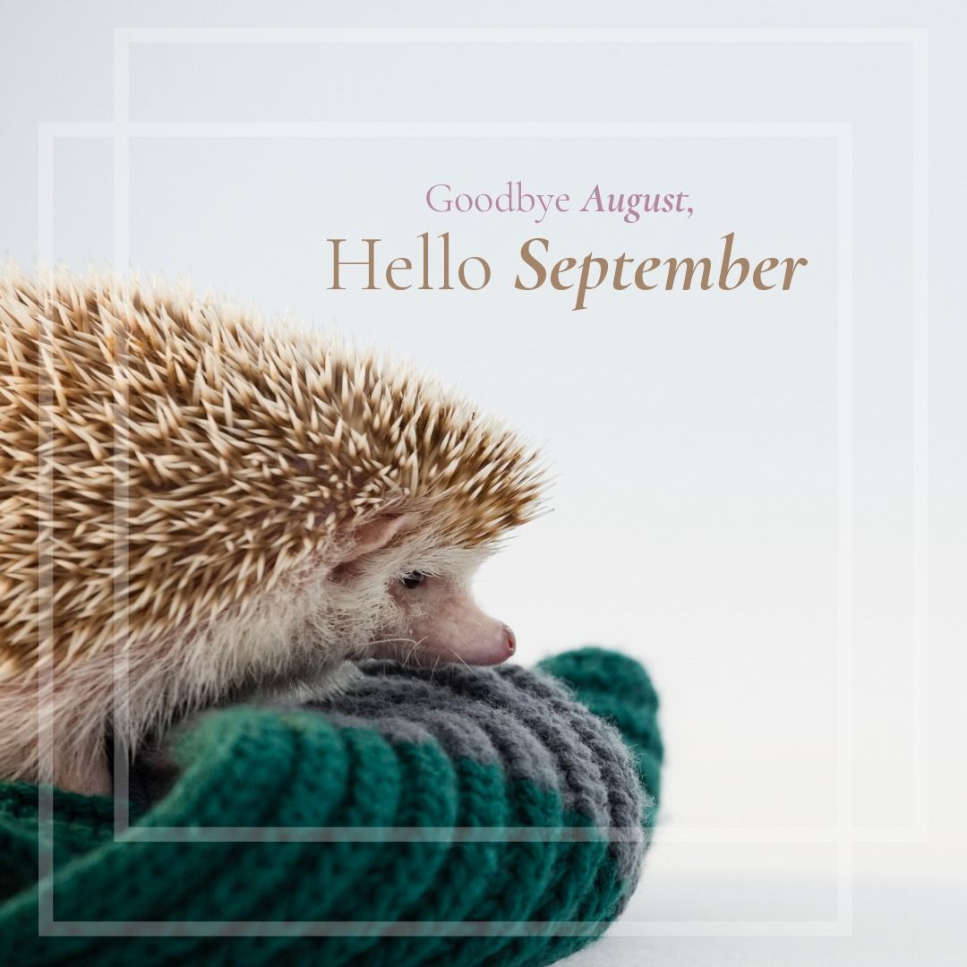 Goodbye August Hello September with Hedgehog on Cozy Sweater - Download Free Stock Templates Pikwizard.com