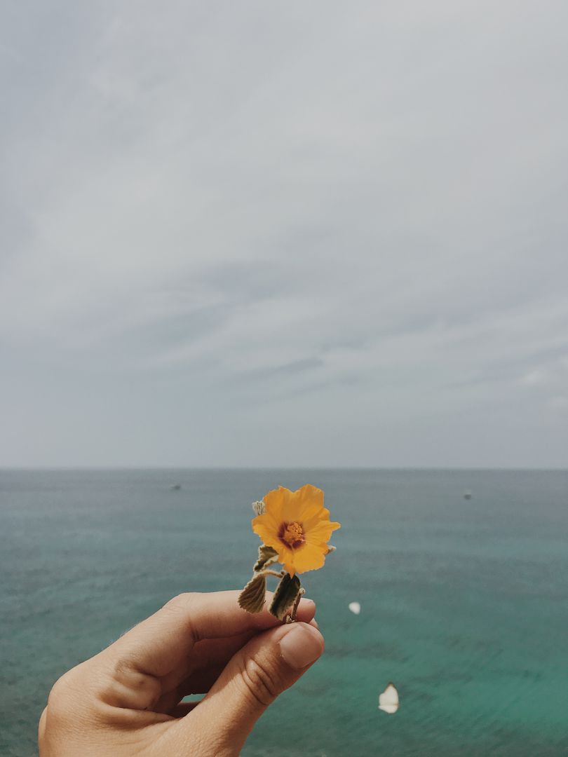 Hand Holding Yellow Flower Against Tranquil Ocean Backdrop - Free Images, Stock Photos and Pictures on Pikwizard.com