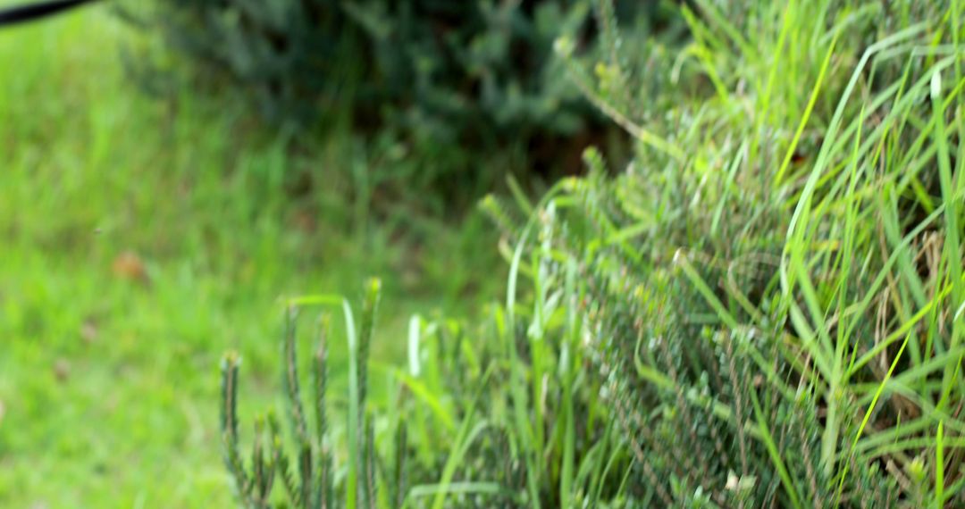 Close-Up of Green Grass and Plant Foliage in Garden - Free Images, Stock Photos and Pictures on Pikwizard.com