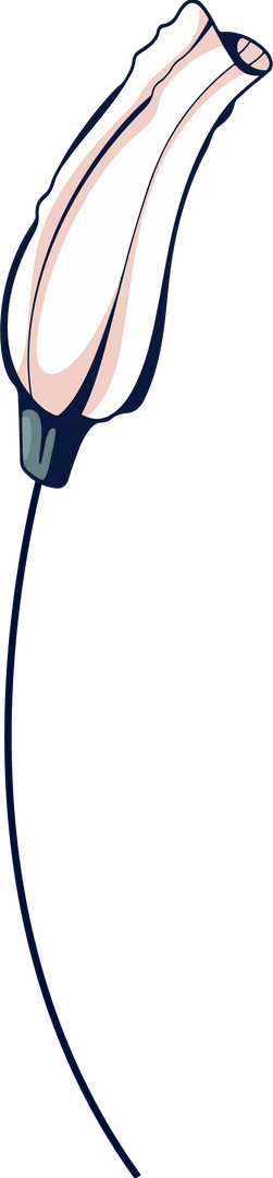 Transparent Floral Bud Illustration on Slender Curved Stem