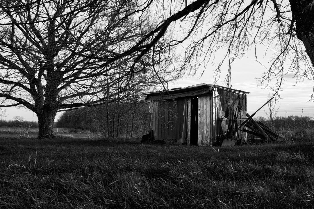Rustic Shed Amid Bare Winter Trees in a Field - Free Images, Stock Photos and Pictures on Pikwizard.com