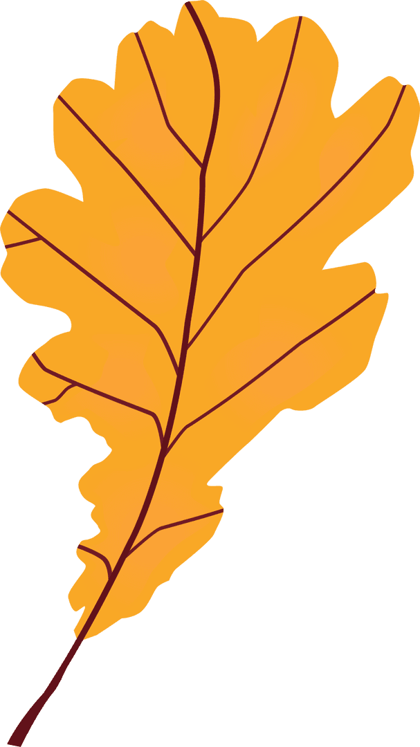 Transparent Minimalist Oak Leaf Illustration in Orange Autumn Tones