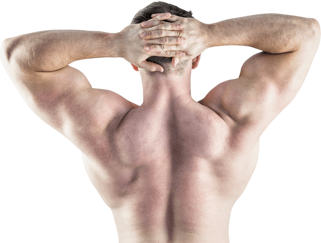 Muscular Back of Bodybuilder with Flexed Triceps