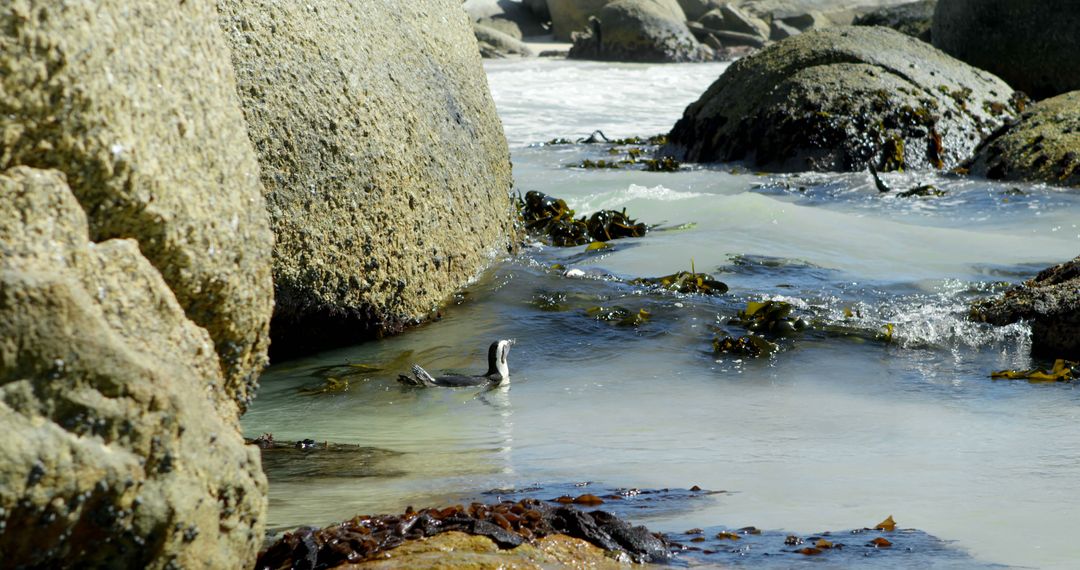Wild Penguin Navigating Rocky Shoreline in Natural Habitat