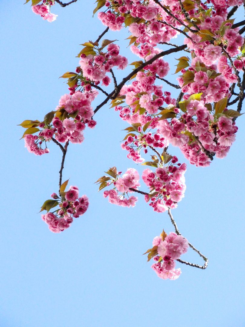 Beautiful Blooming Cherry Blossom Tree Against Blue Sky - Free Images, Stock Photos and Pictures on Pikwizard.com