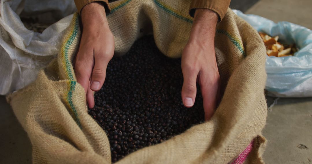 Hands Inspecting Freshly Harvested Coffee Beans in Burlap Sack - Free Images, Stock Photos and Pictures on Pikwizard.com