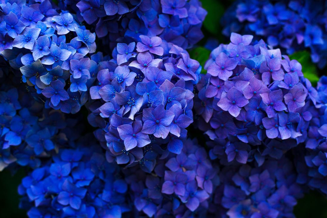 Close-Up of Vibrant Blue and Purple Hydrangea Flowers in Bloom - Free Images, Stock Photos and Pictures on Pikwizard.com