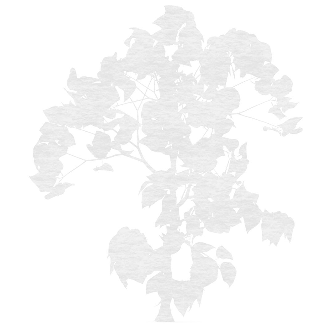 Transparent Silhouette of Plant with Detailed Leaves