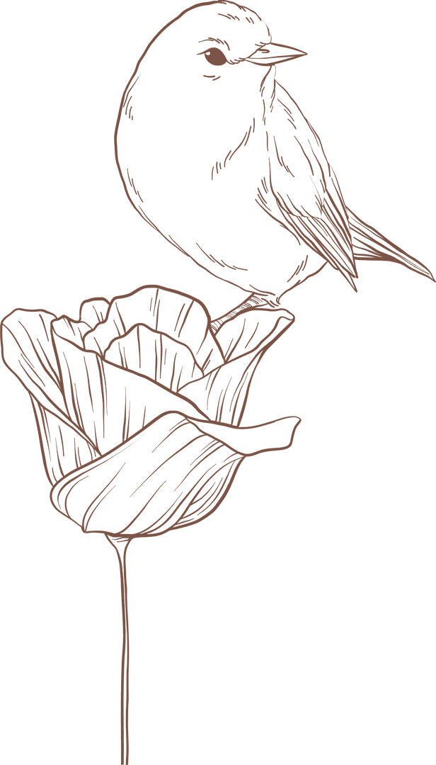 Minimalist Songbird Perching on Flower Line Drawing Transparent