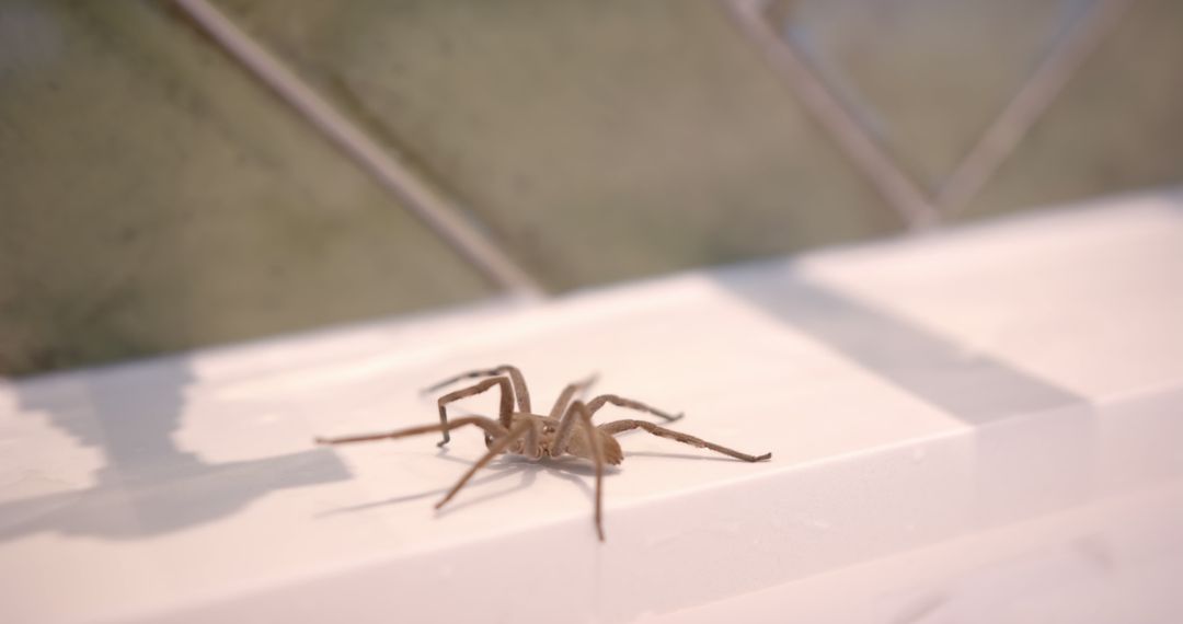 Huntsman Spider Crawling on a White Surface in Domestic Bathroom - Free Images, Stock Photos and Pictures on Pikwizard.com