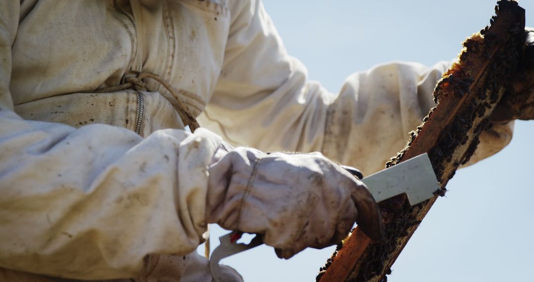 Beekeeper Working with Honeycomb Frame in Protective Suit - Free Images, Stock Photos and Pictures on Pikwizard.com