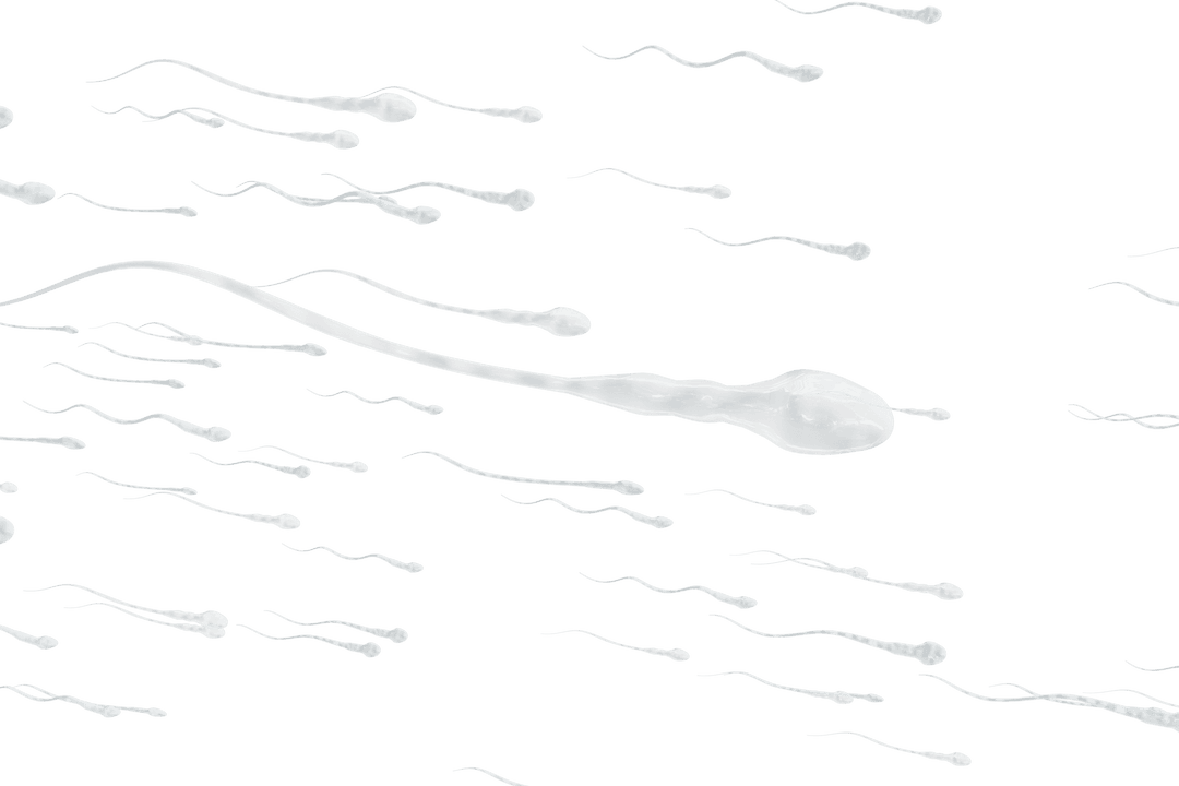 Transparent Human Sperm Movement Display Dynamic Energy