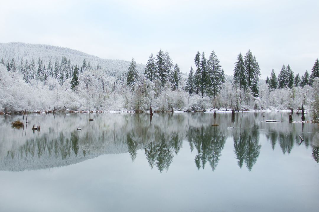 Snow-covered evergreen forest reflecting on mirror-like lake during calm winter morning