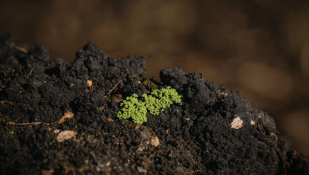 Bright green moss cluster glowing on dark forest soil macro texture with dew drops