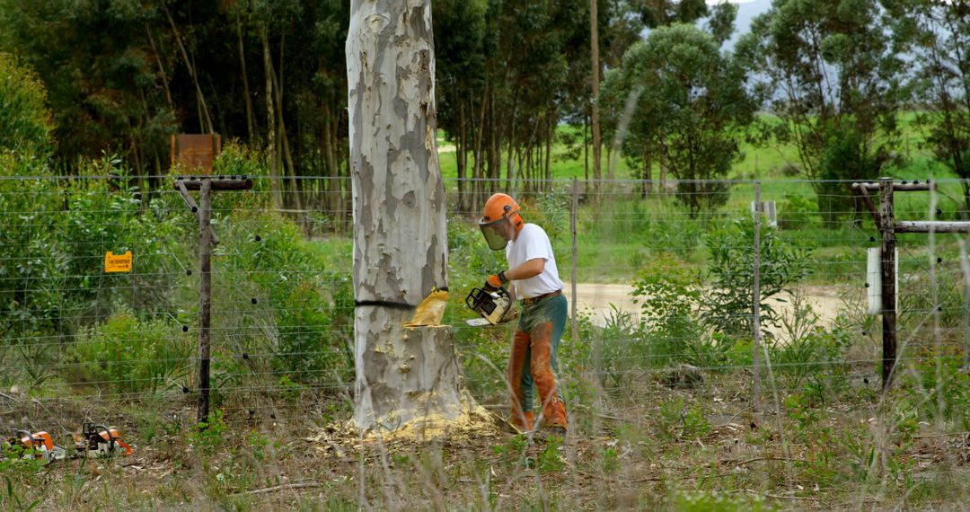 Lumberjack using chainsaw to cut down tree in rural forest - Free Images, Stock Photos and Pictures on Pikwizard.com